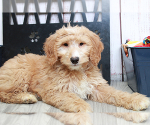 Goldendoodle (Miniature) Puppy for sale in MARIETTA, GA, USA