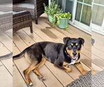 Small #2 Rottweiler Mix