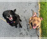 Small #5 American Pit Bull Terrier Mix