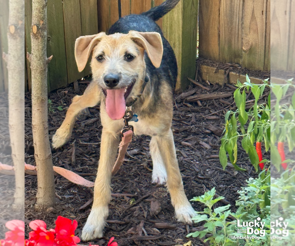 Medium Photo #11 Mutt Puppy For Sale in Washington, DC, USA
