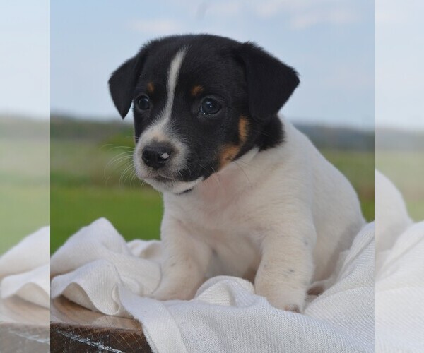 Medium Photo #1 Jack Russell Terrier Puppy For Sale in ORRVILLE, OH, USA