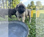 Puppy Curly Bill Mastiff