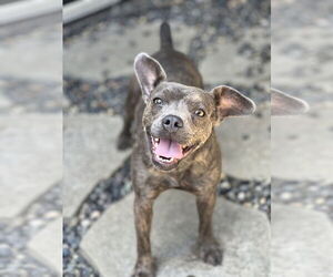 Bulldog-Chihuahua Mix Dogs for adoption in Dana Point, CA, USA