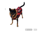 Small Rat Terrier-Shiba Inu Mix