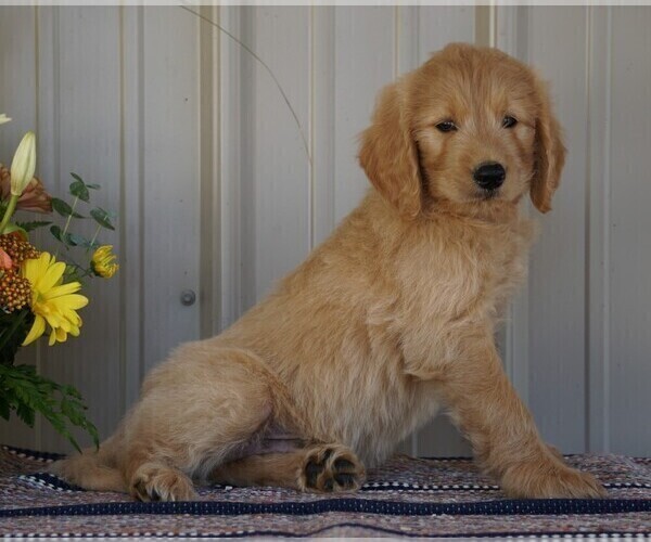 Medium Photo #3 English Cream Golden Retriever-Poodle (Standard) Mix Puppy For Sale in FREDERICKSBG, OH, USA