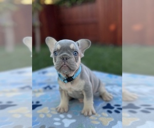 French Bulldog Puppy for sale in SACRAMENTO, CA, USA