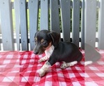 Small #4 Dachshund