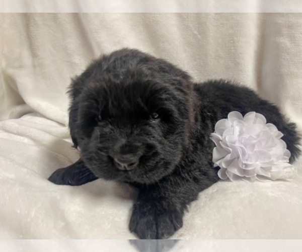 Medium Photo #1 Newfoundland Puppy For Sale in CANDLER, NC, USA
