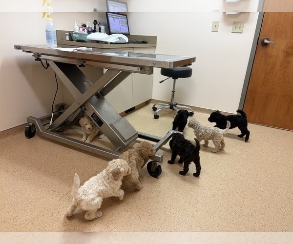 Medium Photo #1 Poodle (Standard) Puppy For Sale in STONEVILLE, NC, USA