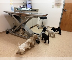 Medium Poodle (Standard)