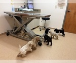 Small Poodle (Standard)