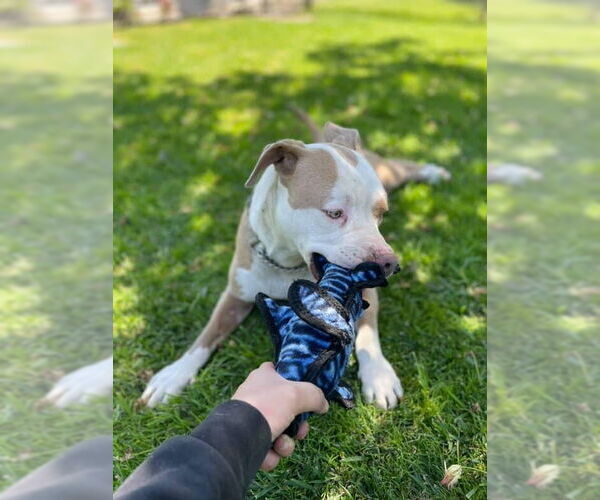 Medium Photo #4 American Staffordshire Terrier-Unknown Mix Puppy For Sale in Lake Forest, CA, USA