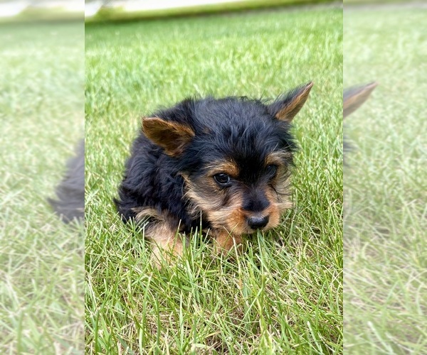 Medium Photo #4 Yorkshire Terrier Puppy For Sale in FAIR HAVEN, MI, USA