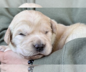 English Cream Golden Retriever Puppy for Sale in COLORADO SPRINGS, Colorado USA