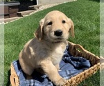 Small #8 Golden Retriever