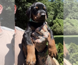 Doberman Pinscher Puppy for Sale in NEWTON, North Carolina USA