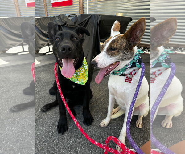 Medium Photo #5 Jack Russell Terrier-Whippet Mix Puppy For Sale in Newport Beach, CA, USA