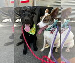Small #4 Jack Russell Terrier-Whippet Mix