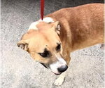 Small Black Mouth Cur