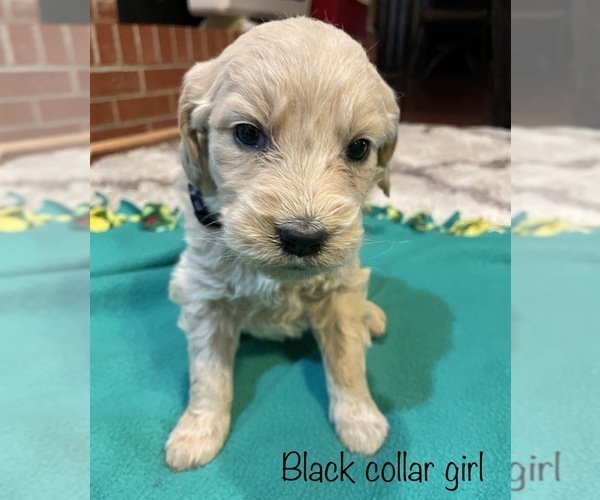Medium Photo #3 Goldendoodle Puppy For Sale in GARDEN CITY, MO, USA