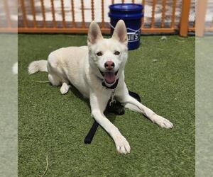 Siberian Husky-Unknown Mix Dogs for adoption in Las Vegas, NV, USA