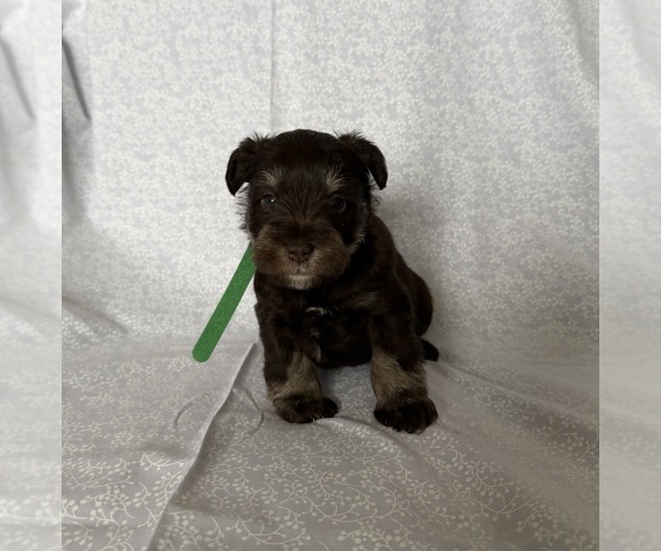 Medium Photo #1 Schnauzer (Miniature) Puppy For Sale in KNOX CITY, MO, USA