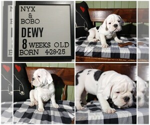 Olde English Bulldogge Puppy for Sale in PINE VILLAGE, Indiana USA