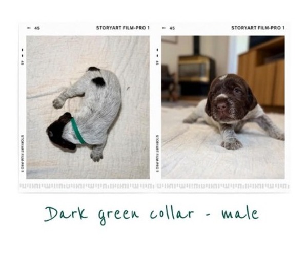 Medium Photo #6 Wirehaired Pointing Griffon Puppy For Sale in Leamington, Ontario, Canada