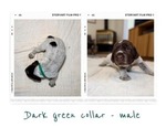 Small #5 Wirehaired Pointing Griffon