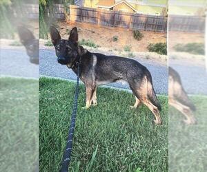 German Shepherd Dog Dogs for adoption in Tracy, CA, USA