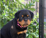 Small Photo #1 Rottweiler Puppy For Sale in LA TUNA CANYON, CA, USA