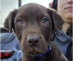 Small #4 Labrador Retriever Mix