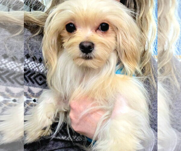 Medium Photo #3 Maltese-Unknown Mix Puppy For Sale in Salt Lake City, UT, USA