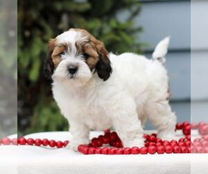 ShihPoo Puppy for sale in REINHOLDS, PA, USA