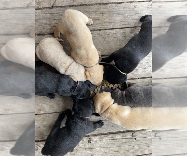 Medium Photo #2 Labrador Retriever Puppy For Sale in MORRILL, KS, USA