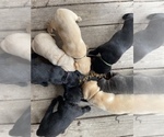 Small #1 Labrador Retriever