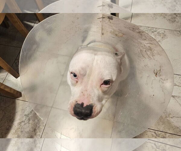 Medium Photo #3 American Pit Bull Terrier-Unknown Mix Puppy For Sale in Crete, IL, USA