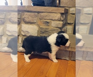 Border Collie Puppy for sale in NORRIS CITY, IL, USA