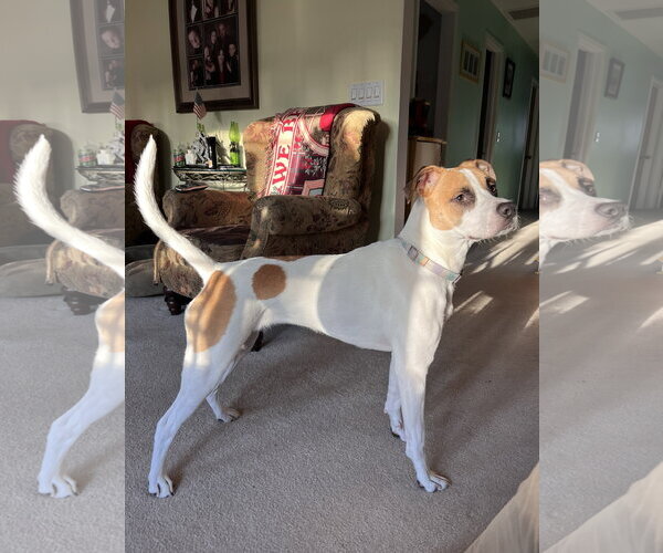 Medium Photo #2 Boxer-Unknown Mix Puppy For Sale in Stanhope, NJ, USA