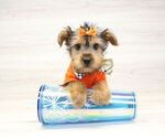 Small Photo #5 Yorkshire Terrier Puppy For Sale in LAS VEGAS, NV, USA
