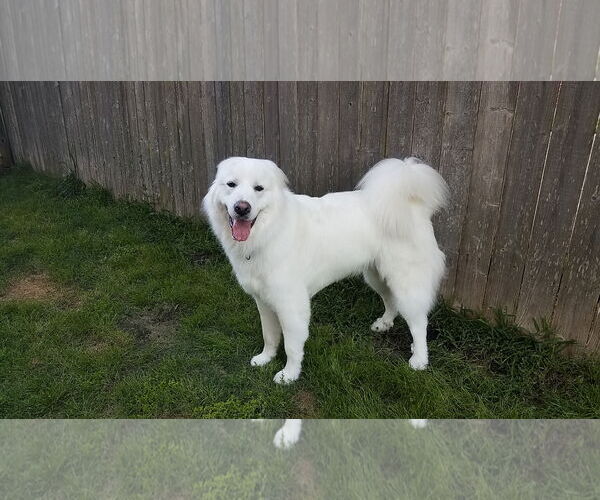 Medium Photo #7 Great Pyrenees Puppy For Sale in Houston, TX, USA