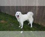 Small #6 Great Pyrenees