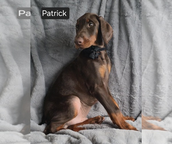 Medium Photo #7 Doberman Pinscher Puppy For Sale in POMEROY, OH, USA