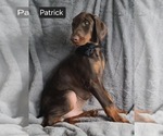 Small #6 Doberman Pinscher