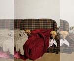 Small #1 Fila Brasileiro