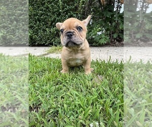 French Bulldog Litter for sale in SAYREVILLE, NJ, USA