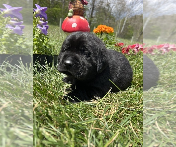 Medium Photo #2 Labrador Retriever Puppy For Sale in NEOLA, WV, USA