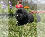 Small #1 Labrador Retriever