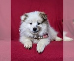 Small Photo #7 Pomeranian Puppy For Sale in CHRISTIANA, PA, USA