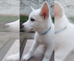 Small Photo #1 Siberian Husky Puppy For Sale in TRACY, CA, USA